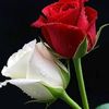 shathi_888