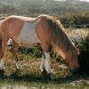 kindhearthorserescuehub