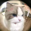 cutedentancotloi