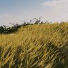 chlya40