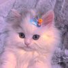 israt0282