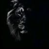 the.lion2880