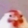 idk_what_to_put_h292
