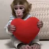sorauntamed