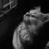 .t53779