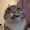 felizthefe1n6