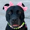 i.love.shelter.animals