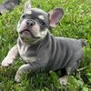 FrenchieWorld