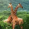 Animals Mysteries