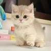 banny.cuetie