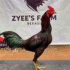 Zyees Farm Bekasi