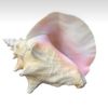 conradfisherisodelicous
