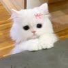 cahya_aa9