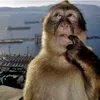 monkey_1890