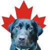 Retriever Politics