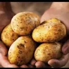 nasionalpotatos