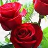 mabroka.rashed5