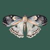 antiquarian.moth