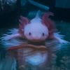 Appa the Axolotl