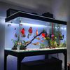 Alone fish