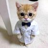 Gatito Psicólogo