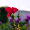brightday9