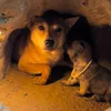 puppy乡野小狗狗