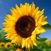 Sunflower 🌻