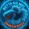 betta.kg.n01