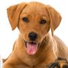 pets.are.great1