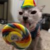 CatTok