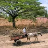 caipira.raiz3