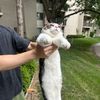 mickeymeows3