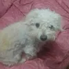 espindolajaho