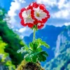 jancleoinbloom