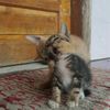 Doenia Kucing