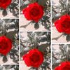 saikhu.jutt20