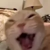 Meow Meow