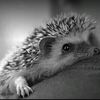 elenahedgehog2