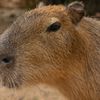 capybarafan757