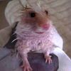 rat19764