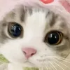 thaihuhuhaha