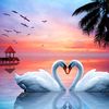 my.rosy8