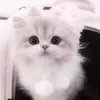 freyja_slayy