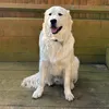 imbuddyretriever
