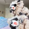 twinraccoons