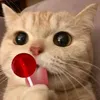 kittyne1818
