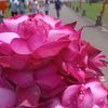 sanath.manoj