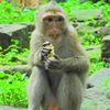 Monkey01