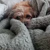 killergirldog